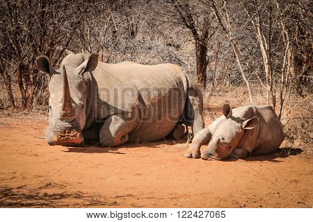 Mother White rhino with baby Rhino, South Africa.