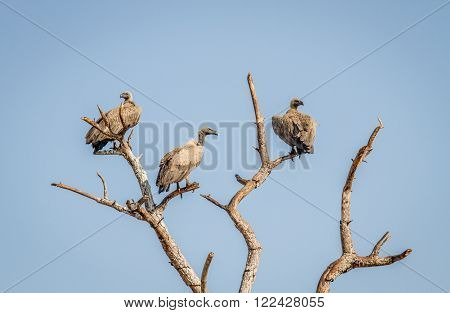 White-backed vultures in a tree in the Kruger National Park, South Africa.
** Note: Visible grain at 100%, best at smaller sizes