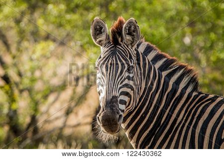 Starring Zebra in the Kruger National Park, South Africa.
** Note: Visible grain at 100%, best at smaller sizes