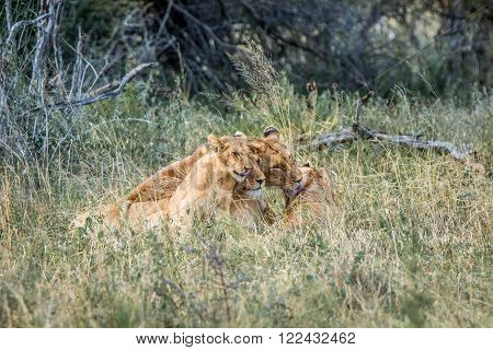 Lioness with cubs in the Kruger National Park, South Africa.