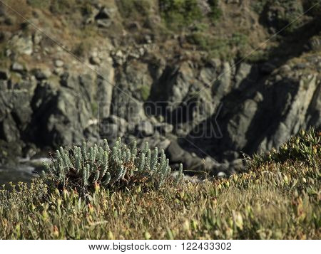 the coastline of the Island of corsica
