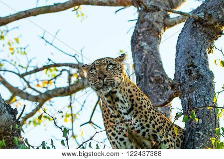 Leopard in a tree in the Sabi Sands, South Africa.