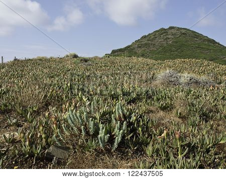 the coastline of the Island of corsica