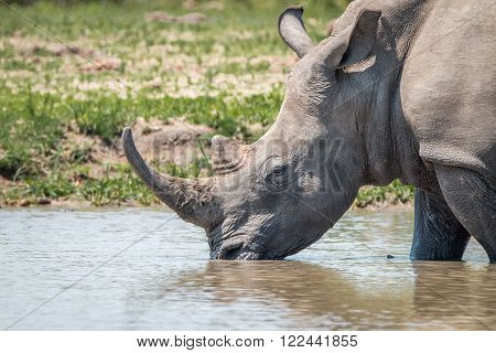 Drinking White rhino in the National Park, South Africa.
** Note: Visible grain at 100%, best at smaller sizes