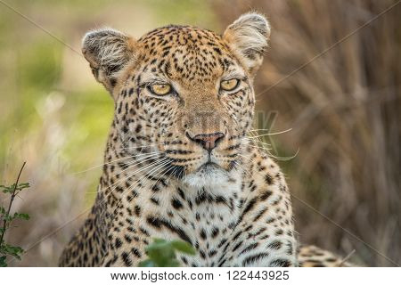 Starring Leopard in the Kruger National Park, South Africa.