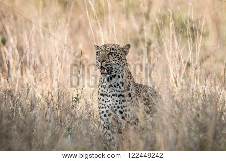 Leopard in the grasses in the Kruger National Park, South Africa.