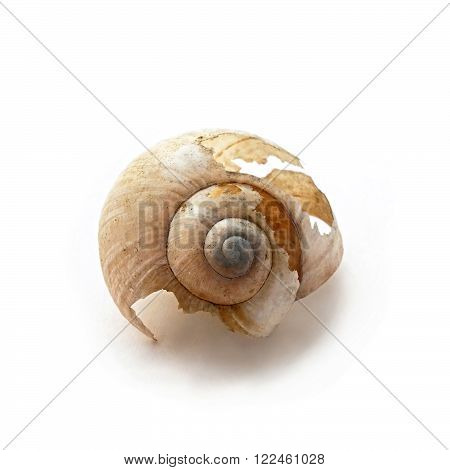 one broken snails conch on vhite background