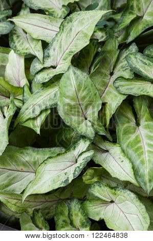 close up Aglaonema plants in nature garden
