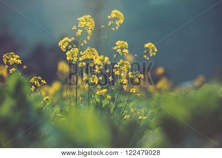 Rapeseed flowers in close up in the garden.
** Note: Soft Focus at 100%, best at smaller sizes