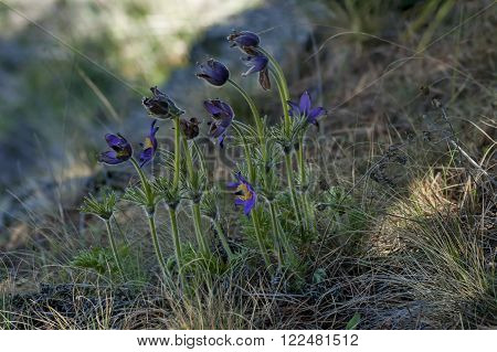 Common pasque flower (pulsatilla vulgaris), earliest flowers with hair in springtime
** Note: Shallow depth of field