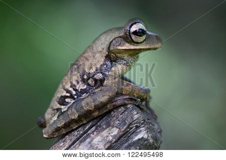 tree frog, hypsiboas calipleura in tropical Amazon rain forest Peru. A macro of a small exotic amazonian rainforest treefrog. A nocturnal jungle animal.