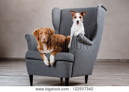Dogs Jack Russell Terrier And Dog Nova Scotia Duck Tolling Retriever
