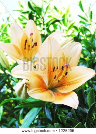 Lillies