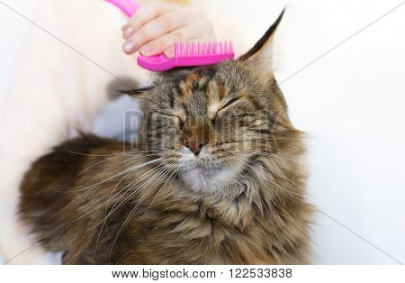 Girl combing Maine Coon on the table