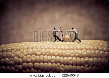 Corn maize harvest. Color tone tuned. Macro photo