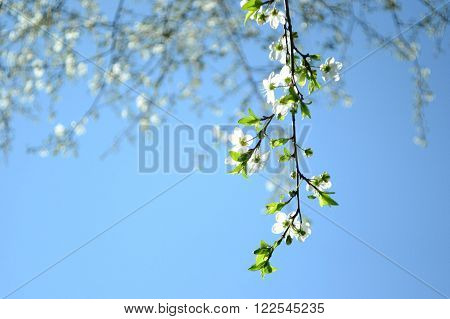 Small beautiful cherry tree branch 
See the color of spring