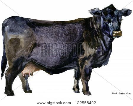 Cow. Cow watercolor illustration. Milking Cow Breed.