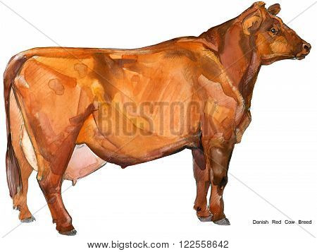 Cow. Cow watercolor illustration. Milking Cow Breed.