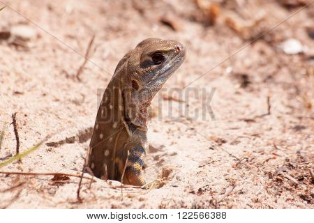 Leiolepis reptile it is colorful color in nature. Leiolepis belliana.