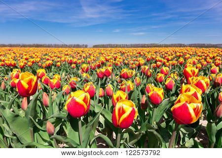 Tulip field with red yellow flowers and blue sky in the netherlands