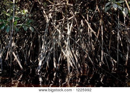 Manglar