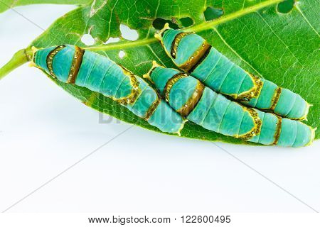 Final instar caterpillar of banded swallowtail butterfly on leaf ( Papilio liomedon )