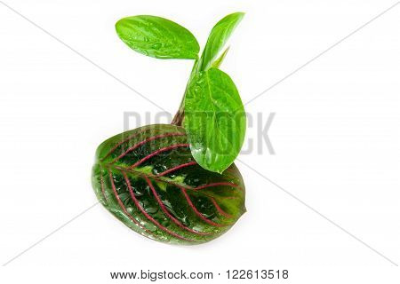Maranta tricolor isolated on white background. Top images