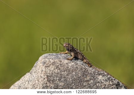 Brown common fence lizard, Sceloporus occidentalis, perches on a rock with a green background.