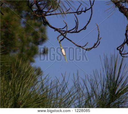 Corkintree