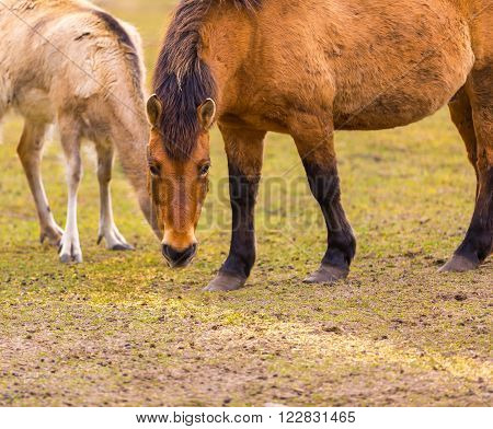 Przewalski horse (Equus przewalski) portrait. Wild european horse photographed in animal park