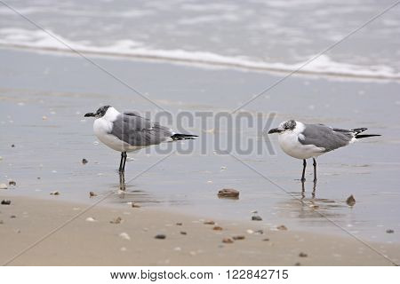 Non-breeding adult laughing gulls on the Gulf Coast of Texas