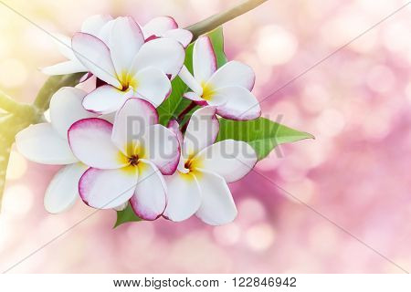 Sweet and romantic dreamy colour bunch of pink  frangrant flowers plumeria or frangipani on bokeh background with copy space