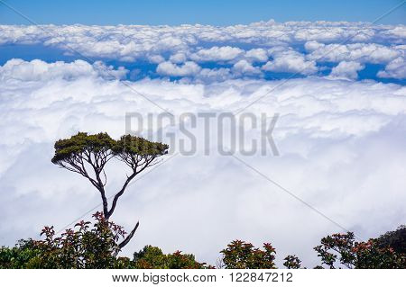 Ranau Sabah Malaysia-March 12,2016:Twisted alpine trees growing at high altitude from Timpohon trail to Laban Rata on way to Mount Kinabalu. Mount Kinabalu is the highest mountain in Southeast Asia