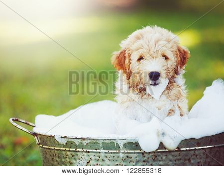 Adorable Cute Pupppy. Goldern Retriever Puppy taking a Bubble Bath