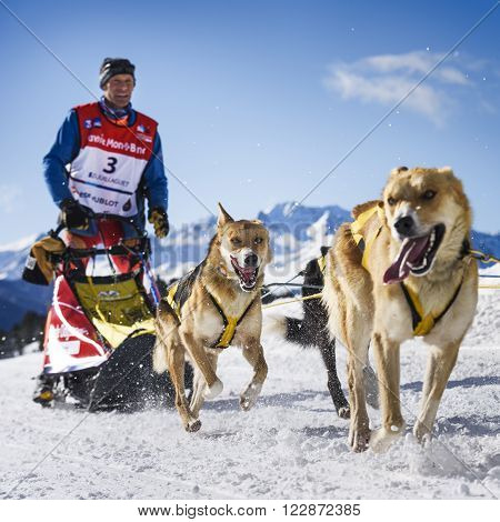 SARDIERES VANOISE, FRANCE - JANUARY 20 2016 - the GRANDE ODYSSEE the hardest mushers race in savoie Mont-Blanc, Daniel JUILLAGUET, sweeden musher, Vanoise, Alps