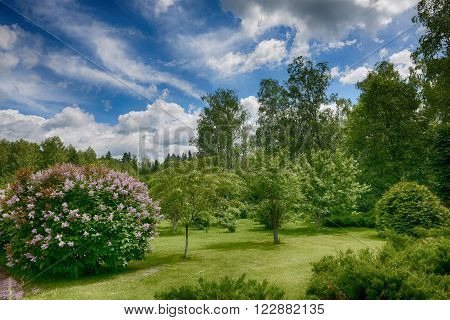 the landscape of the natural plants in a Sunny summer day