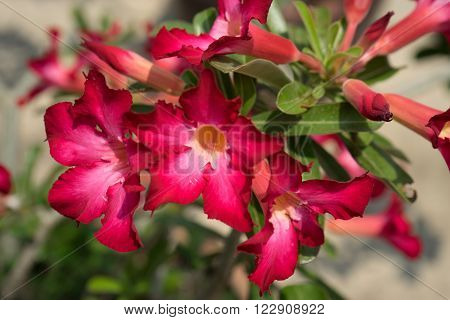 red flower in the temple thailand bangkok
** Note: Shallow depth of field