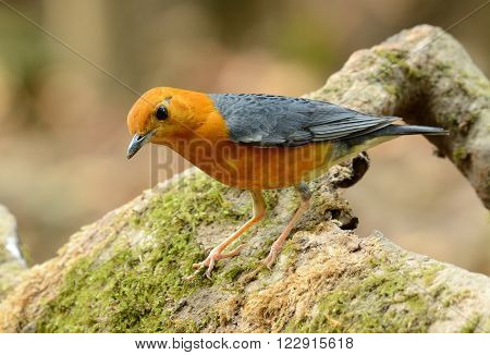 beautiful male Orange-headed Thrush (Zoothera citrina) in Thailand
** Note: Visible grain at 100%, best at smaller sizes