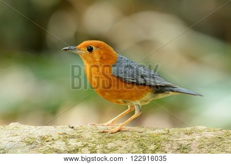 beautiful male Orange-headed Thrush (Zoothera citrina) in Thailand