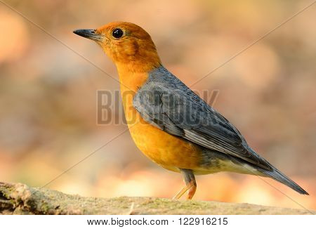 beautiful male Orange-headed Thrush (Zoothera citrina) in Thailand