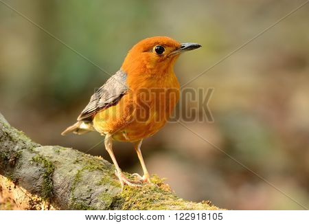 beautiful male Orange-headed Thrush (Zoothera citrina) in Thailand