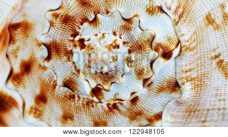 Close up of a spiral and curly shell texture