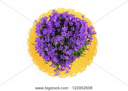 Beautiful campanula - bellflower on the yellow placemats on the white background.