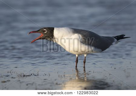 Laughing Gull Calling To Establish Its Territory - Florida