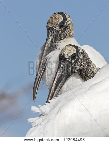 Closeup Of A Pair Of Wood Storks - Florida