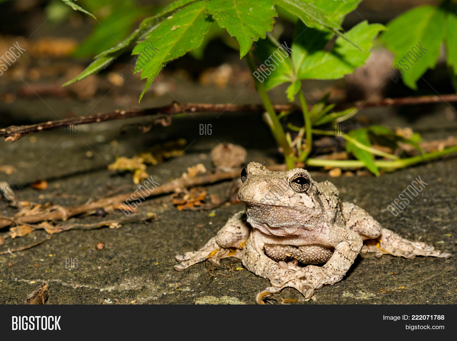 Image Preview