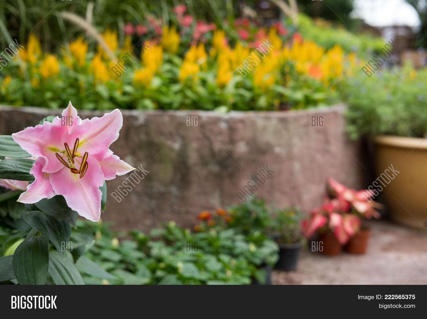 Image Preview
