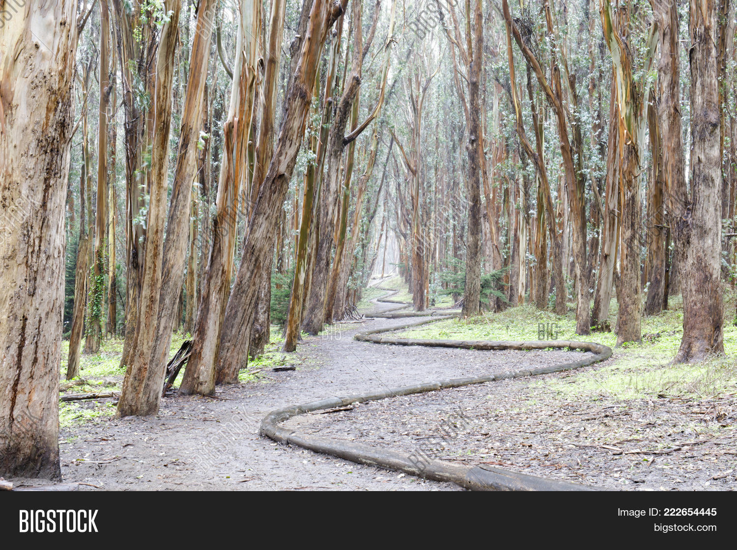 Image Preview