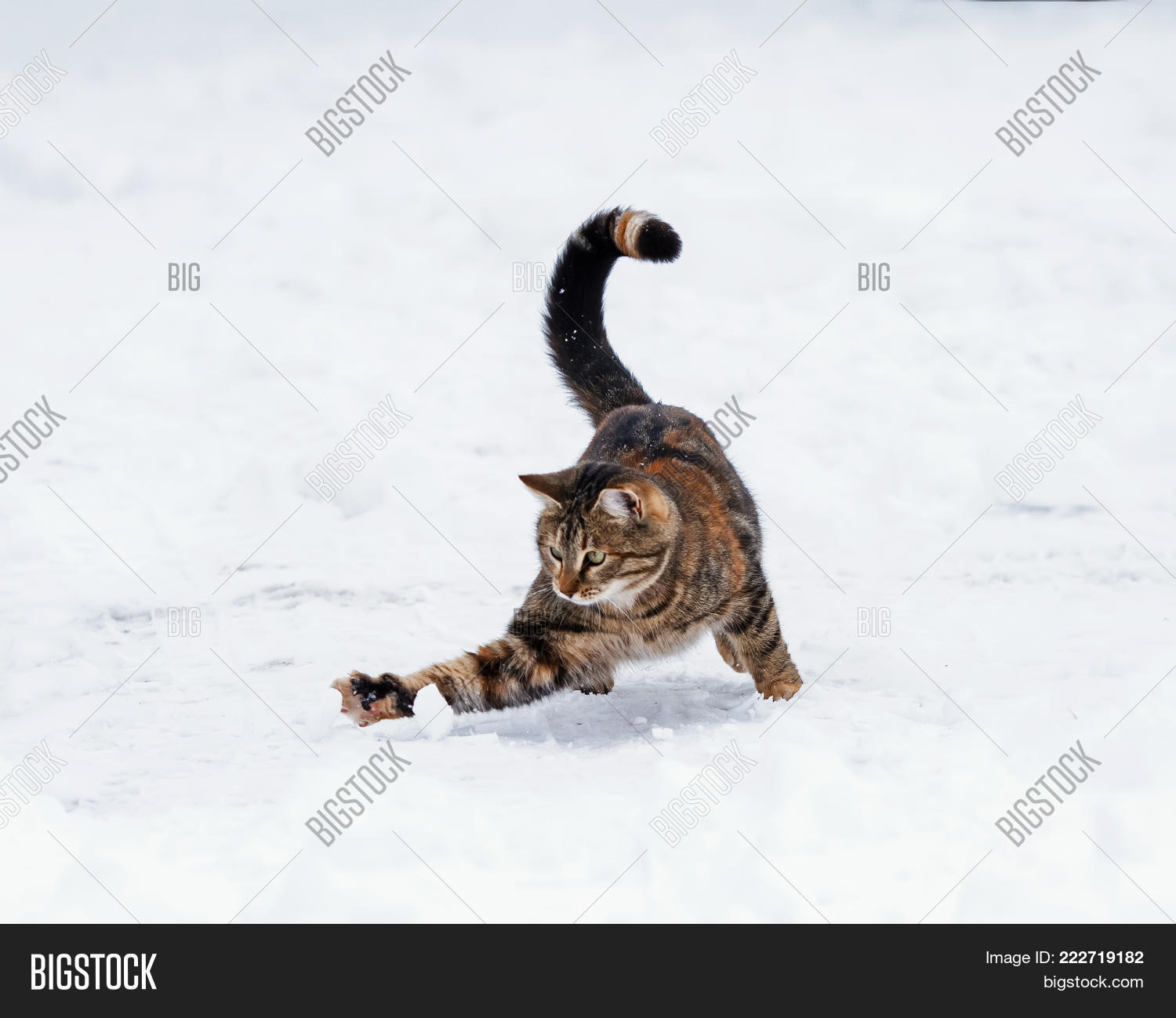 Image Preview