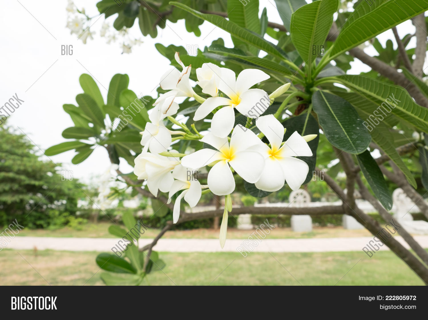Image Preview
